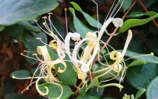 忍冬花又被称为金银花是因为