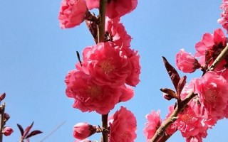 万紫千红春满园的上一句