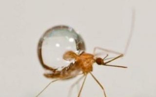 蚊子不会被雨水砸死