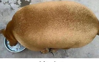 心宽体胖是什么意思
