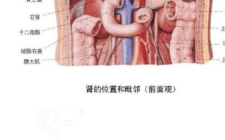 人体解剖图五脏六腑高清图片