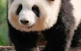 大熊猫吃人残忍图片