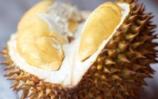 榴莲什么时候吃是应季