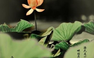 接天莲叶无穷碧全诗