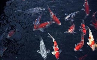 梦见水5种征兆要发财