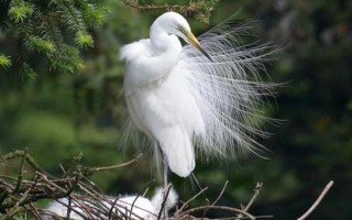 蓑毛的意思是什么