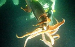 鱿鱼和鲨鱼是同一类动物吗