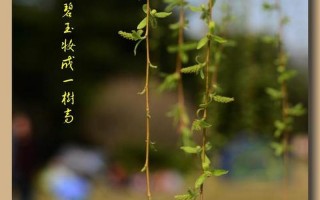 二月春风似剪刀的似是什么意思