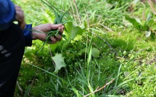割草时闻到的青草气味其实是
