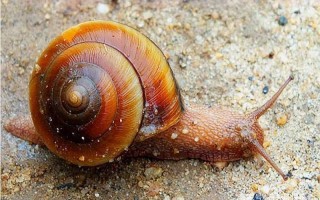 进行夏眠的海洋动物