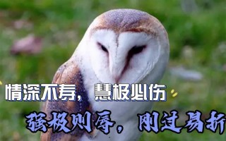 情深不寿 慧极必伤