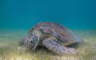 哪种动物喜欢把海藻