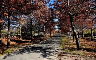 我一个人走过墨尔本的秋天是什么歌