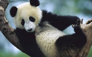 大熊猫生活在什么地方？