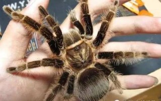 洪都拉斯卷毛蜘蛛