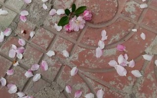 静看庭前花开花落