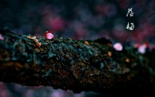 零落成泥碾作尘出自