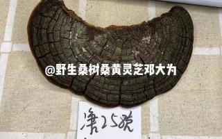 野生桑树桑黄的辨别