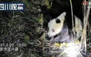 08地震死了多少熊猫