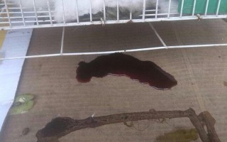 胸前的小兔子都肿了