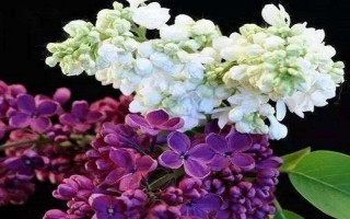 丁香花的越冬 *** 