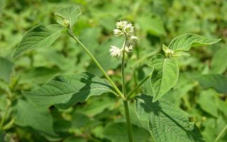 牛膝的功效与作用及食用 *** 