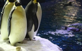 企鹅一般在几月份产卵？