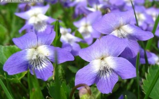 紫罗兰盛开的季节