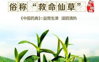 铁皮石斛的产地哪里好