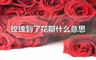 玫瑰花到期了下一句什么意思
