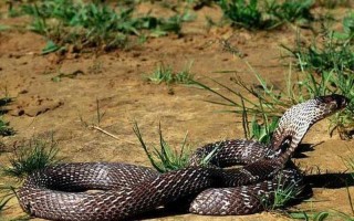 眼镜蛇最害怕的动物