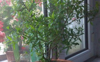 盆栽石榴花怎么养?石榴花什么时候开?石榴花什么时候开 石榴花要怎么养