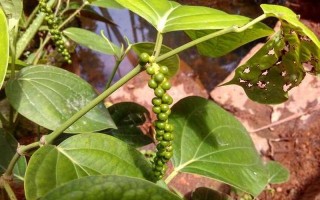 夜交藤的功效与作用及禁忌