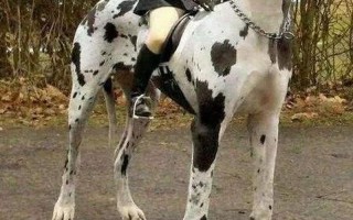 世界上最小的人类