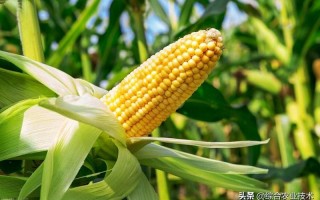 哪个朝代能吃到玉米