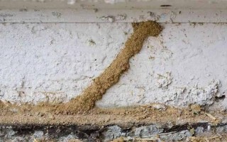 守护森林不被白蚁破坏的是