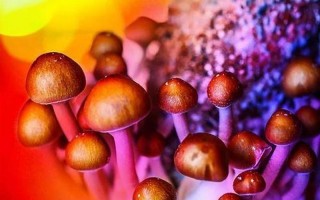 什么是魔幻蘑菇的主要组成部分