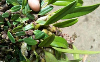 兰草的功效与作用