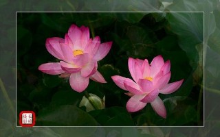 芙蓉映日是什么意思