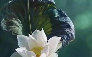 一朵莲花两边翻 夹住