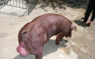 猪的体脂率比人高吗