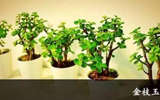 金枝玉叶是指什么生肖？