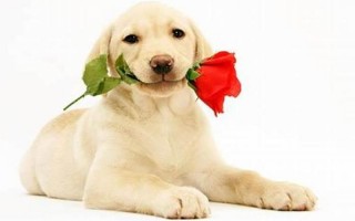 掌上明珠是什么生肖？