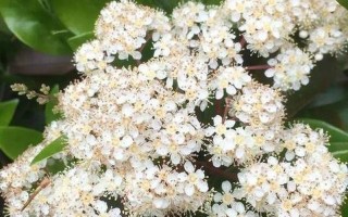 石楠花的味道是什么梗