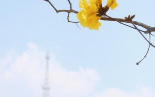 故事的小黄花 从出生那年就飘着