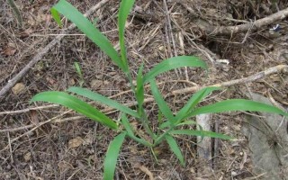 马唐草功效与作用