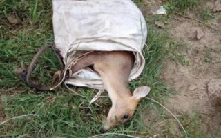 网曝二级保护动物獐被活体取奶