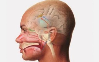 五官中哪个器官最怕冷