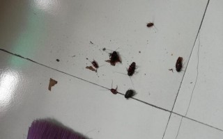 蟑螂最怕三种克星