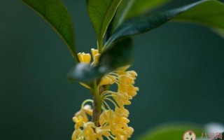 发朋友圈桂花怎么发说说